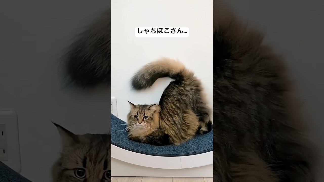 🏯 #サイベリアン #cat #猫 #ヤマネコ #シャチホコ