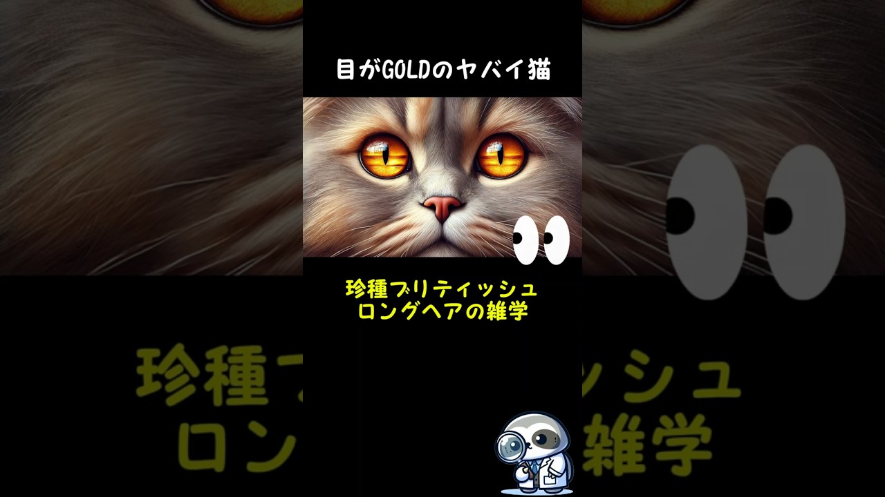 目がGOLDのヤバイ猫！珍種ブリティッシュロングヘア【猫の雑学】 #shorts