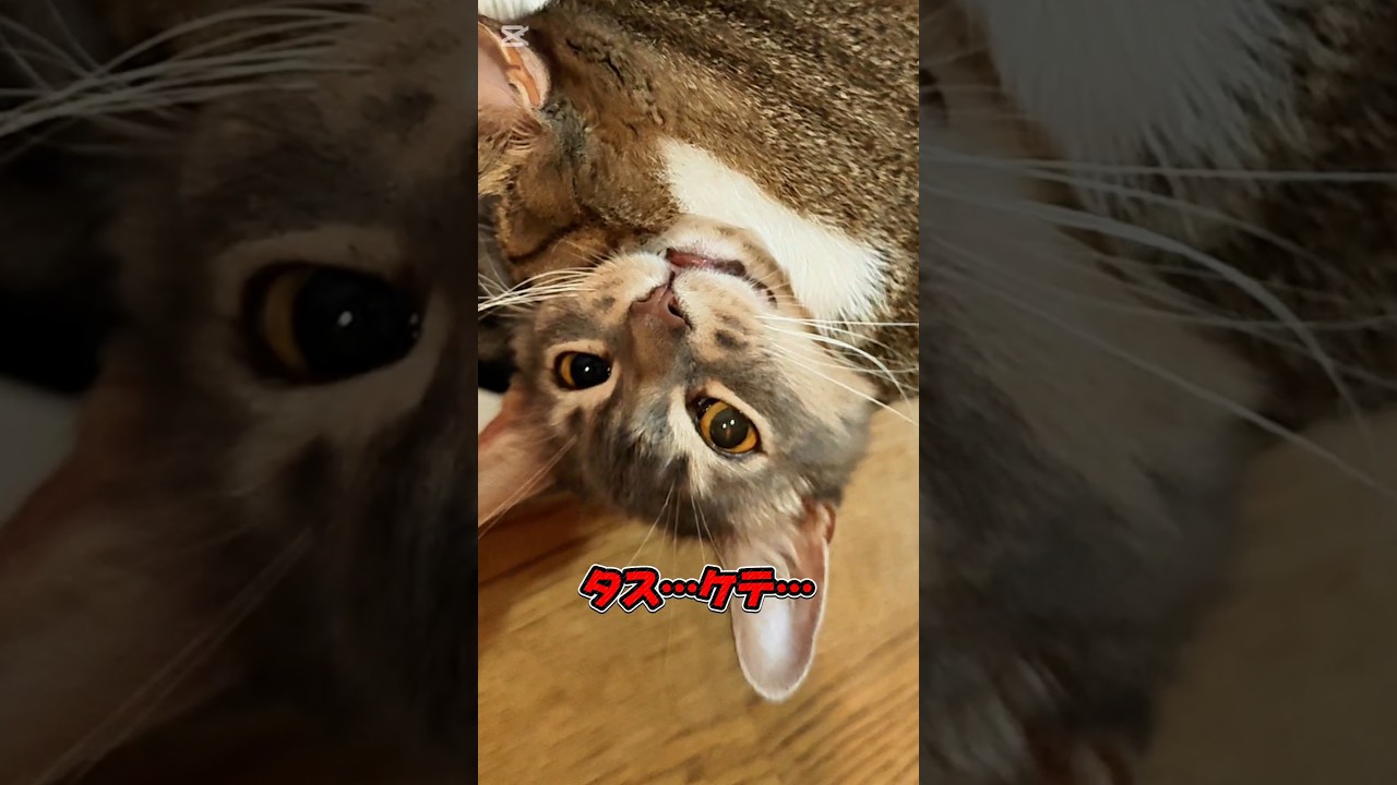 【猫動画】ぬるっと始まって、ぬるっと終わる猫のじゃれあい　#cat  #cats #shorts #猫 #ねこ