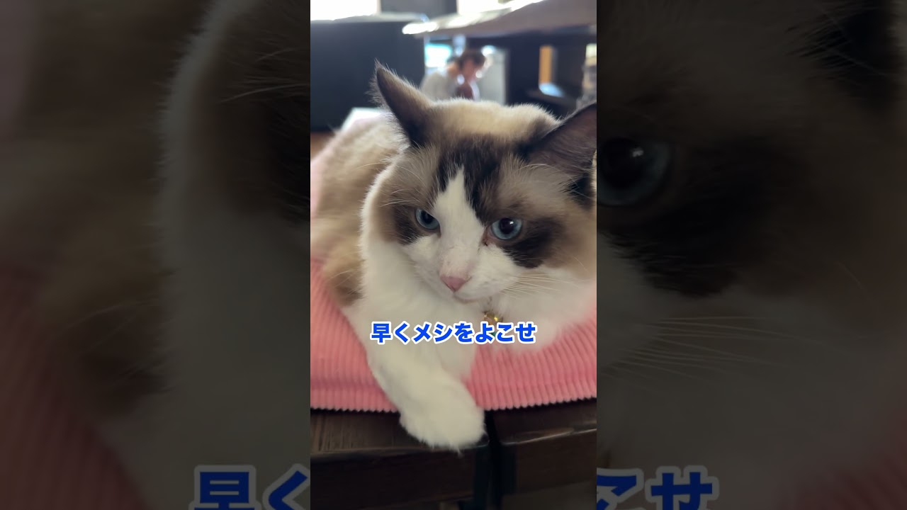 猫がヒラメに擬態しました　#猫 #ラグドール #shorts