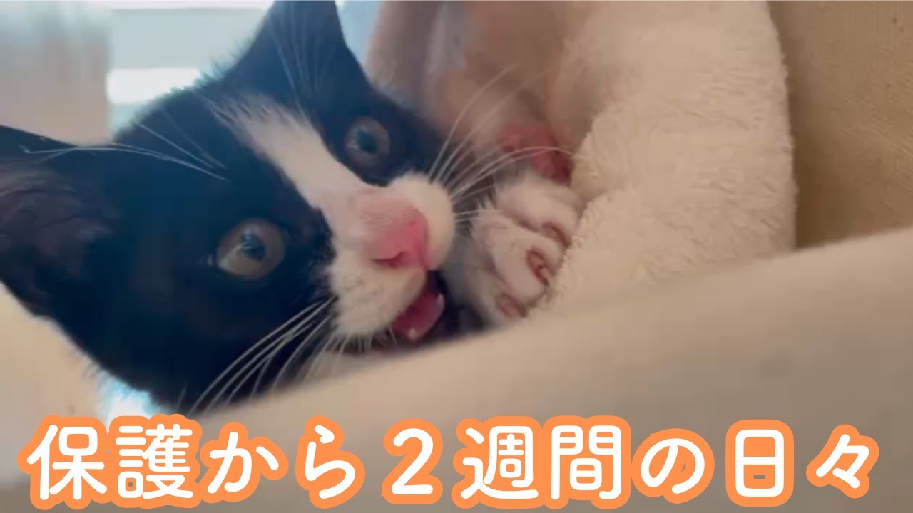 保護から2週間｜子猫のまるちゃんの成長を美しい映像で振り返る