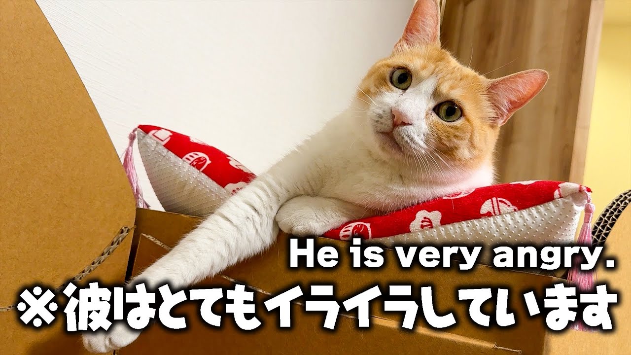 こう見えてめちゃくちゃキレてます