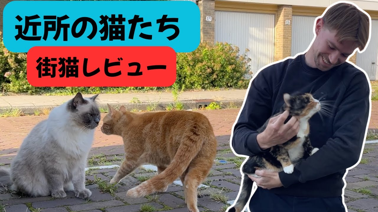 性格いろいろ！アムステルダムの街猫をレビューしてみた