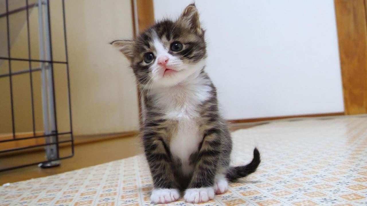 ご飯まだ？子猫がじっとママの背中を見つめる。【赤ちゃん猫　保護猫】