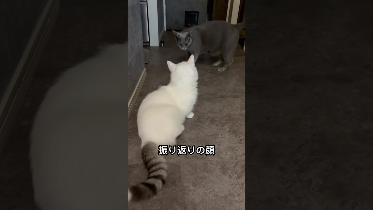 ロシアンブルー | 弟には絶対負けない | Russian Blue cat