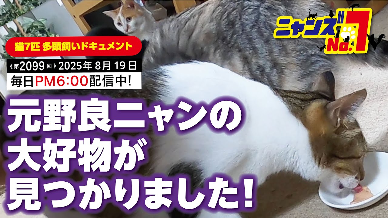《第2099回》元野良ニャンの大好物が見つかりました！