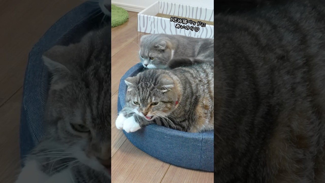 おしゃれなキャットタワーラックを買った飼い主の末路がこちら🤣🤣🤣 #猫
