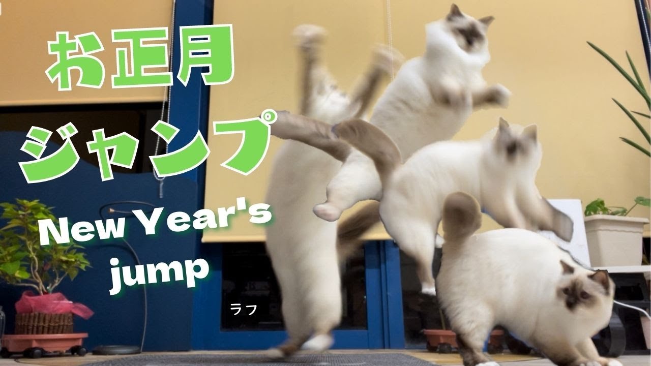 ジャンプ大好きバーマン猫【お正月ジャンプ】New year’s jump（バーマン猫）Birman/Cat
