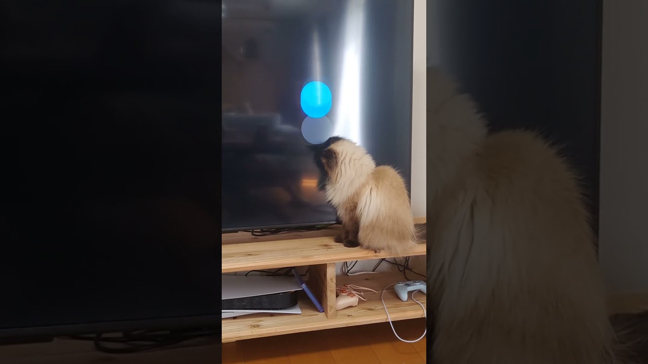 つかまえられないなぁ　#ヒマラヤン #ねこ　#猫　#猫のいる暮らし 　#猫動画
