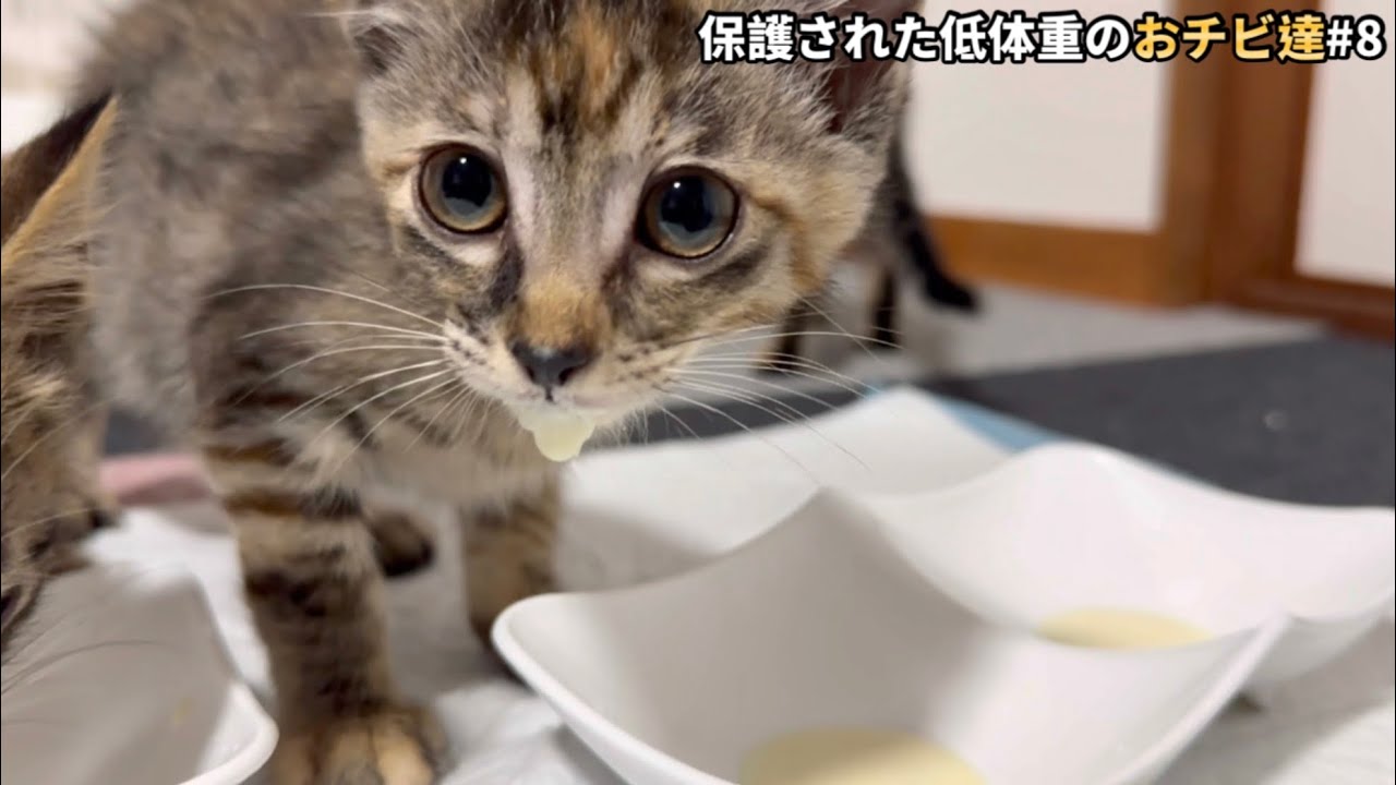 順調かと思っていた子猫達が一夜で激変！僕の判断が間違っていました…
