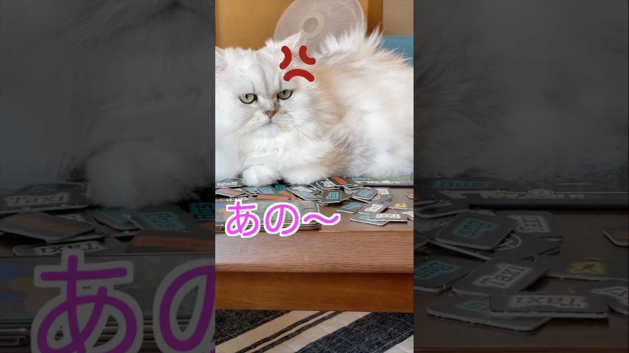 ご飯頂けますか？いつまでスコットランドヤードやってるにゃ〜#ペルシャ猫 #cat #猫 #persiancat