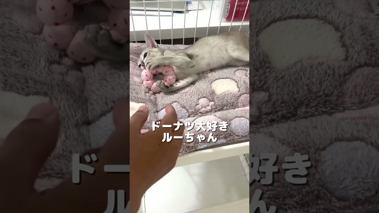 【可愛い子猫】ドーナツキャッチが大好きなシンガプーラの子猫