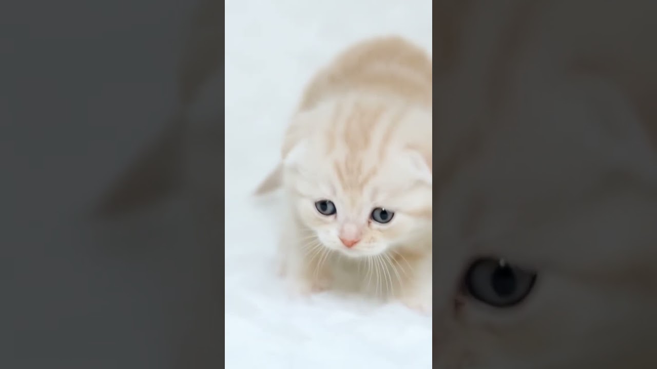 かわいすぎて困る🐱スコティッシュフォールドの子猫ちゃん【Cute Scottish Fold Kitten】#猫 #shorts