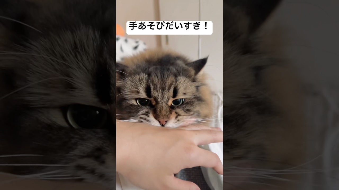 今日も遊んでくれた #サイベリアン #猫 #cat #ヤマネコ