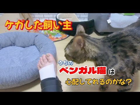 【ベンガル猫】飼い主がケガをしたらベンガル猫は心配してくれるのか？