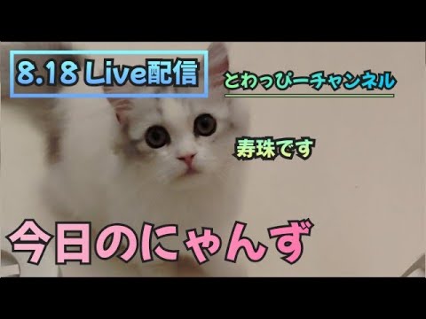 今日のにゃんず8.18🐱#live#live配信#ライブ#ライブ配信#ライブ配信中#猫配信#猫動画#ミヌエット#ラガマフィン#ラグドール#猫#ネコ#子猫#cat#cute#kitten#minuet