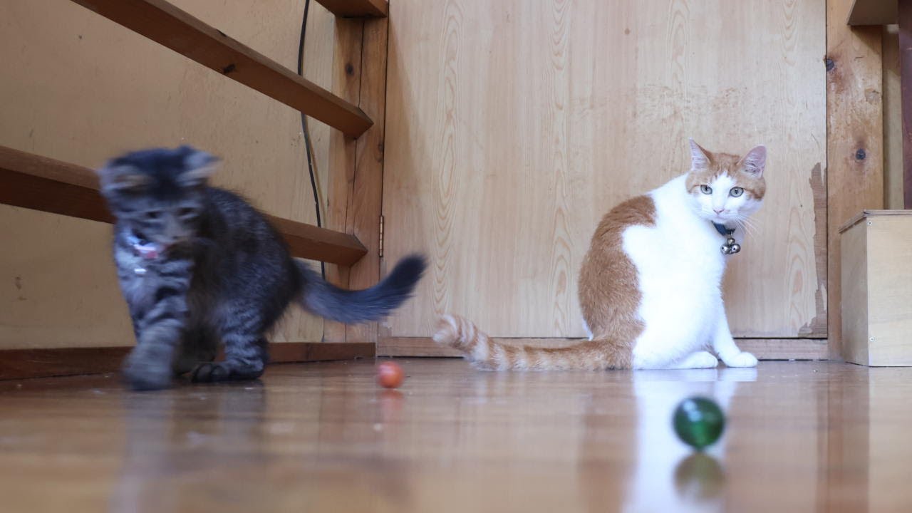 遊ぶ子猫たち　250821
