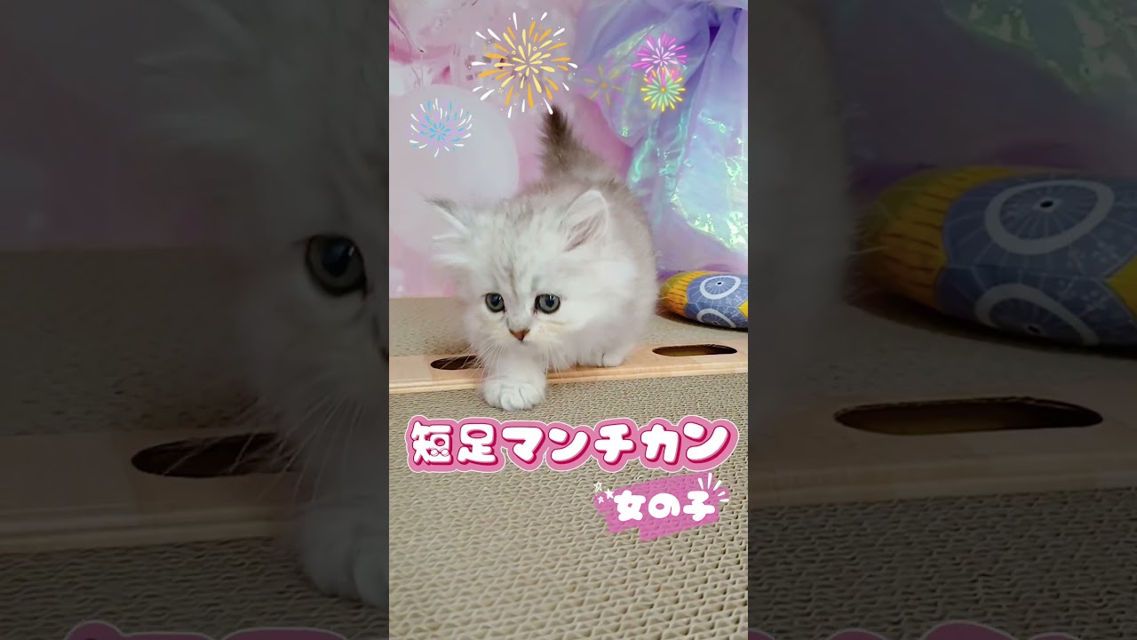 【ご家族様募集中】短足マンチカン女の子♡ #cat t #かわいい子猫 #kitten #子猫 #cute #子猫ブリーダー #短足マンチカン #短足ミヌエット #子ネコ #子猫 #好きな子猫