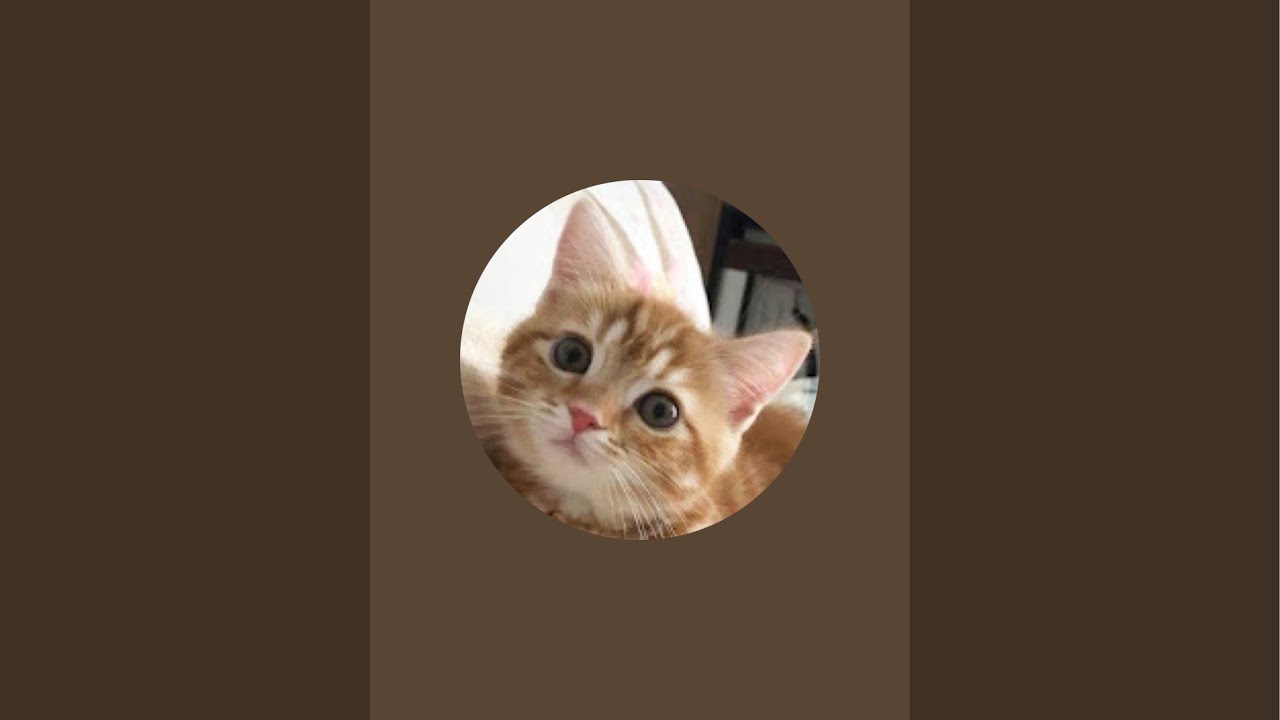 猫のさりり