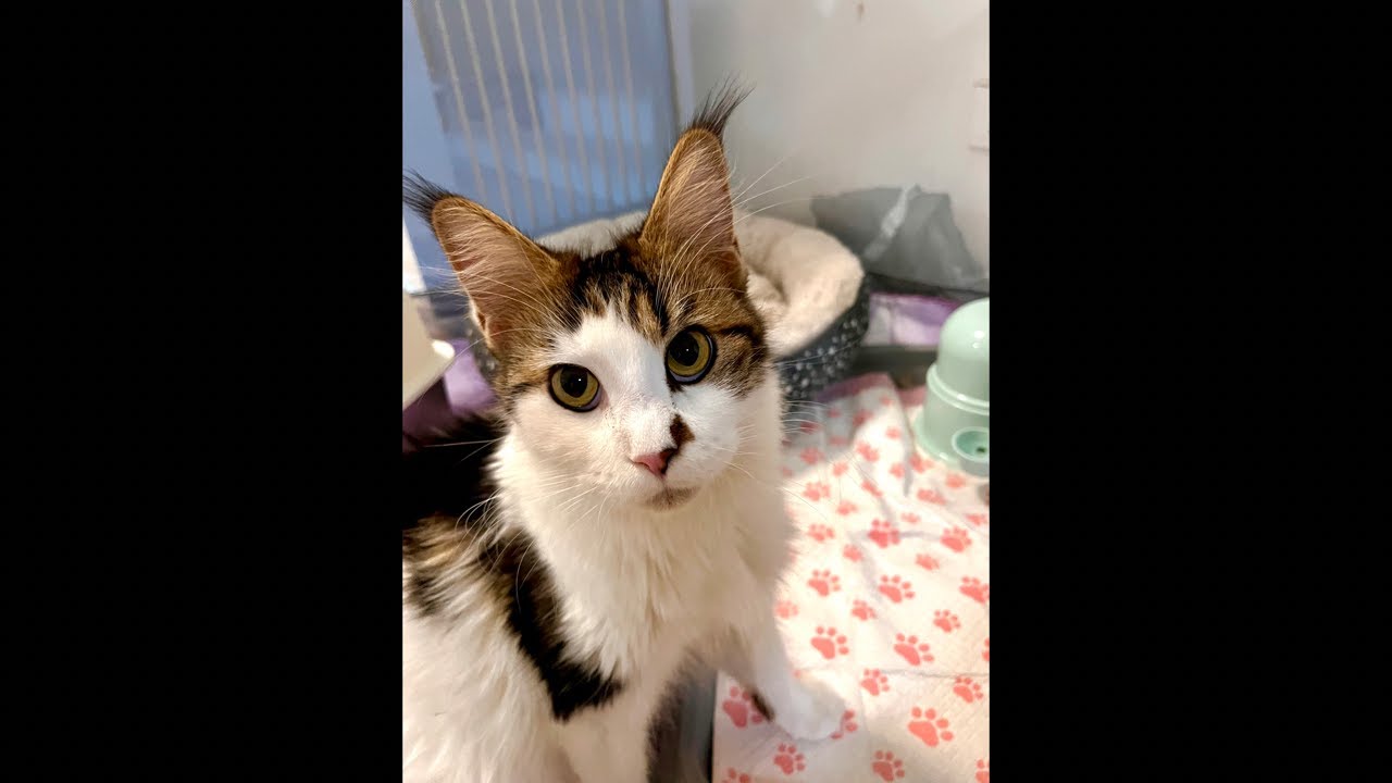200 Days with Mama Bastet & Her Kittens: A Daily Life Livestream! 7 out of 200