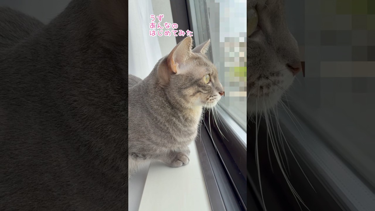 窓の外の大迫力生物にびっくりのうずぽん #cat #猫 #shorts
