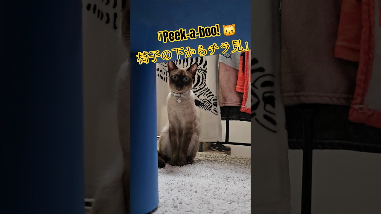 【シャム猫の日常】「ひょこんとニャンコ / Sneaky Peek Cat」 #cat #showts #シャム猫 #siamés