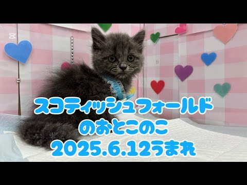 ペットプラザ広島祇園店　スコティッシュ・フォールド　2505725