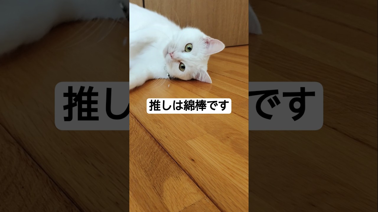 大好きものは大好きなネコ #shorts #ねこ #猫 #猫のいる暮らし #猫のいる生活 #cat