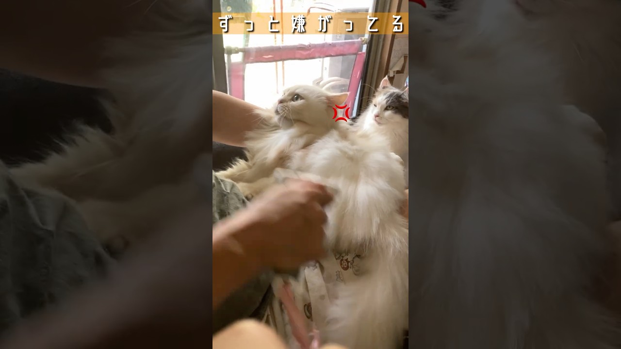 ブラッシング嫌がるラガマフィン #shorts #ラガマフィン #cat