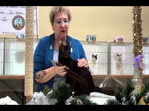 havana brown cats cattery