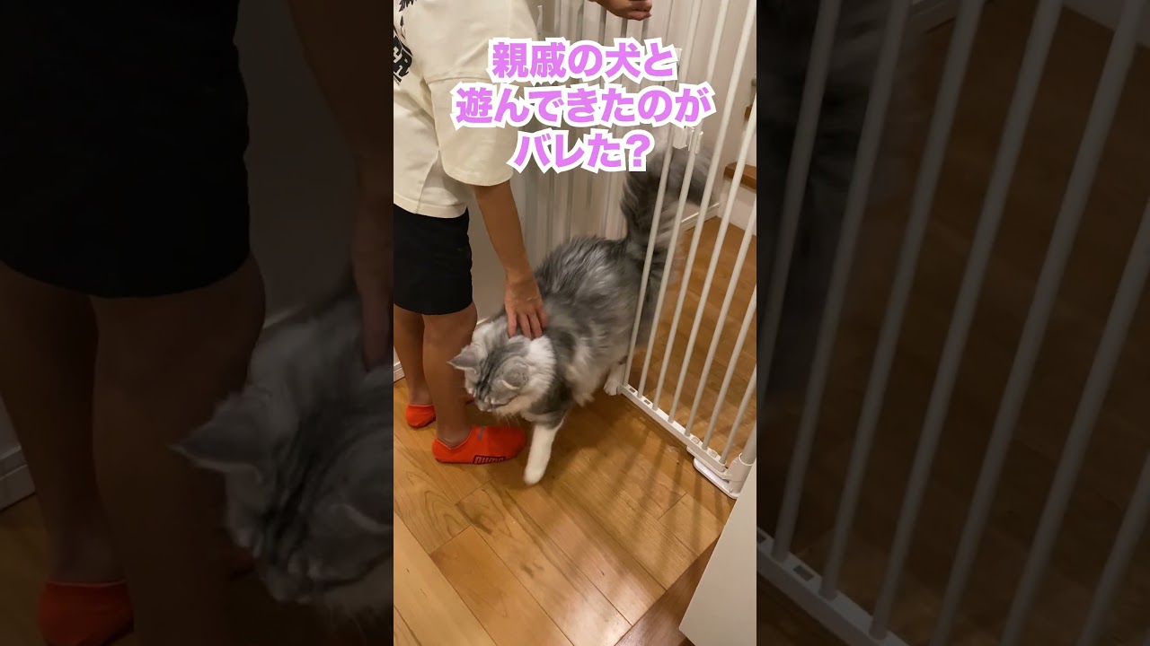 玄関で少年の帰りを待ち、浮気を疑う大型猫。におうよ#メインクーン#shorts