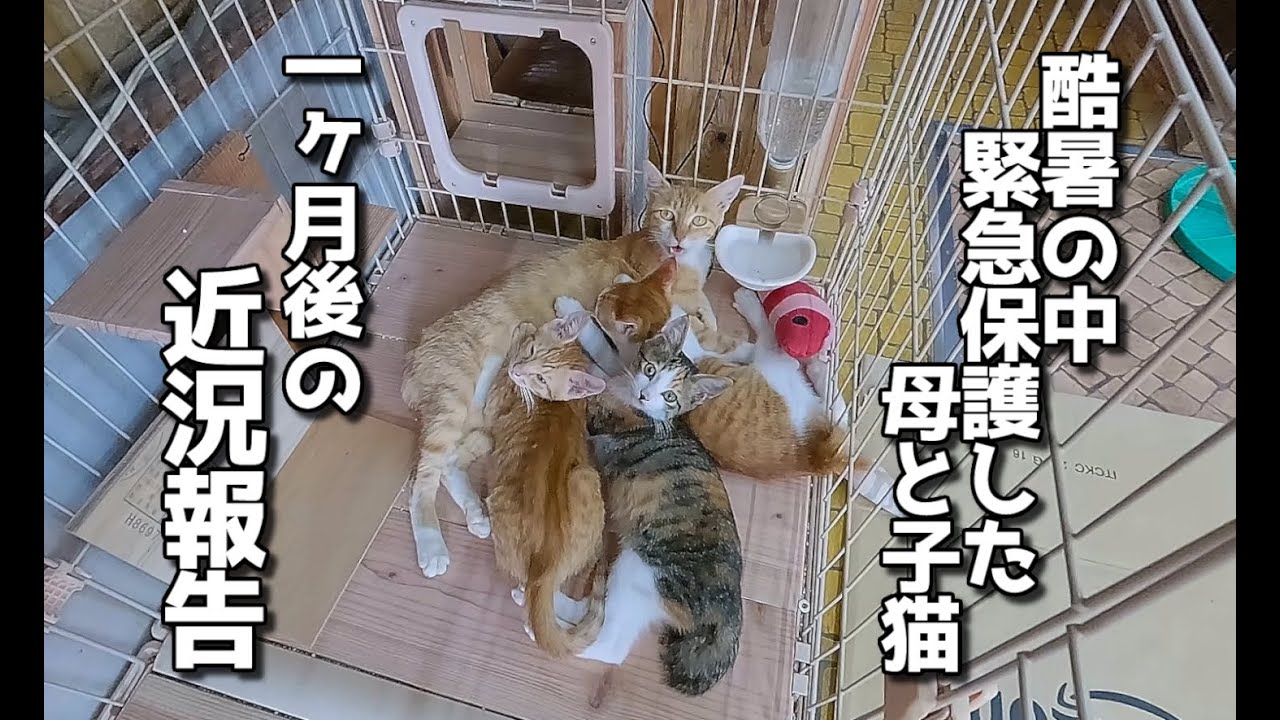 酷暑に苦しむ子猫たち😹救出劇🐈️1ヶ月後の近況報告 #ねこ #kitten