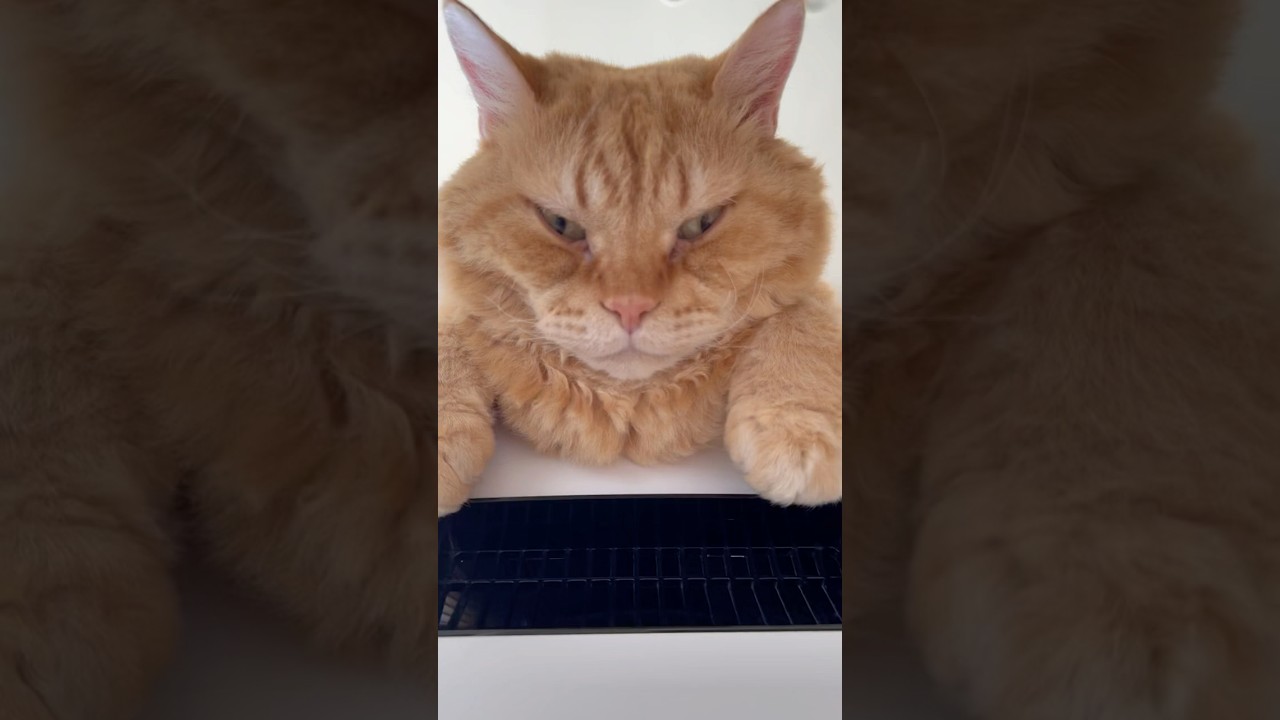 悟りを開いたエアドッグ猫がこちら #shorts #セルカークレックス