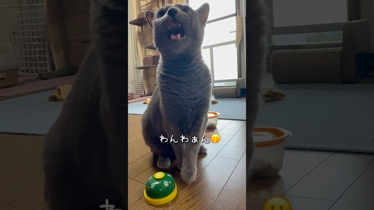 【ロシアンブルー】今朝のめろんなんだか落ち着かない🛎️🫢最後はやっぱり🐶🤭【猫】#shorts