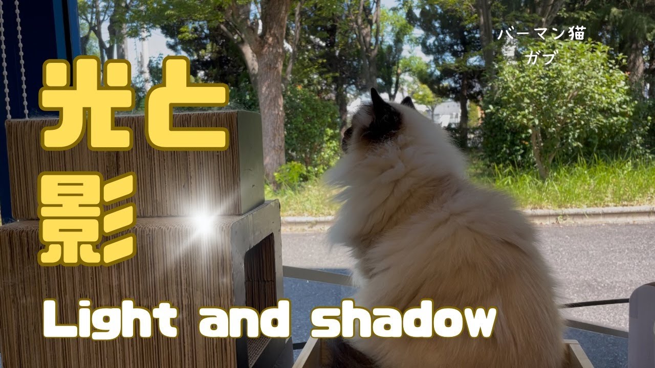 バーマン猫ガブ【光と影】Light and shadow（バーマン猫）Birman/Cat