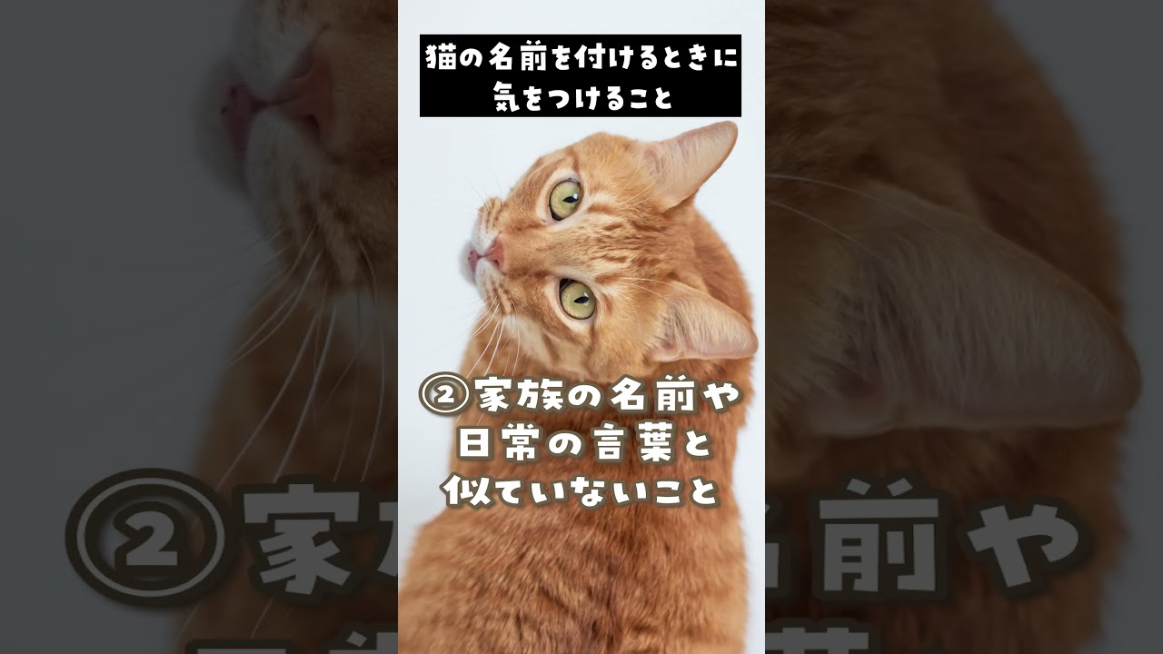 猫の名前どうやって決める？猫の名前を付けるときに気をつけるポイント3つ