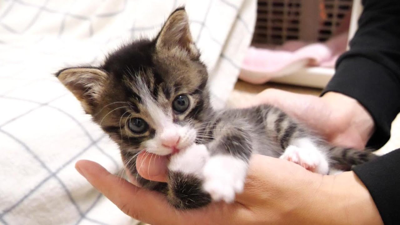 カミカミ期？　子猫がママの指をカミカミ。【赤ちゃん猫　保護猫】