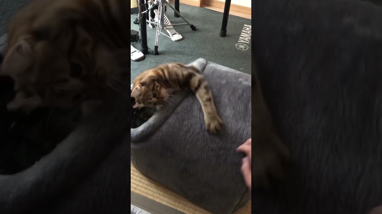 今日も元気に遊びましょ😍 アメリカンカール ツゥちゃん