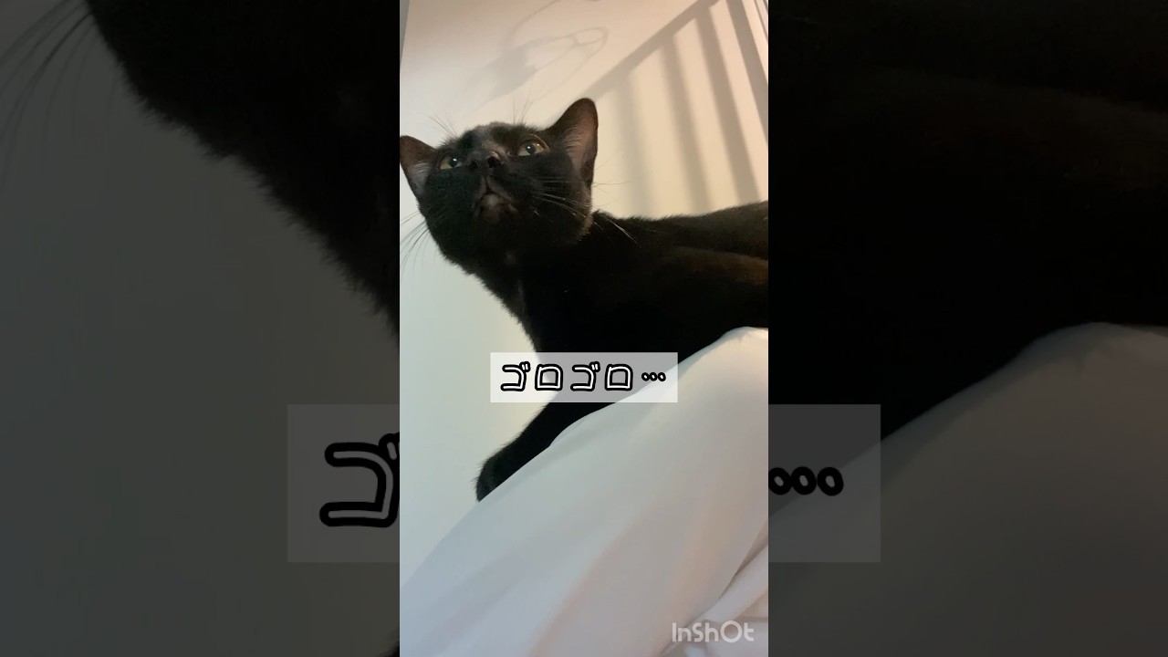肩乗り黒猫　#ボンベイ #子猫 #cat #bombay #ねこ #ねこ動画 #ねこのいる生活 #猫のいる暮らし #甘えん坊 #かわいい #ゴロゴロ #asmr #鳴き声