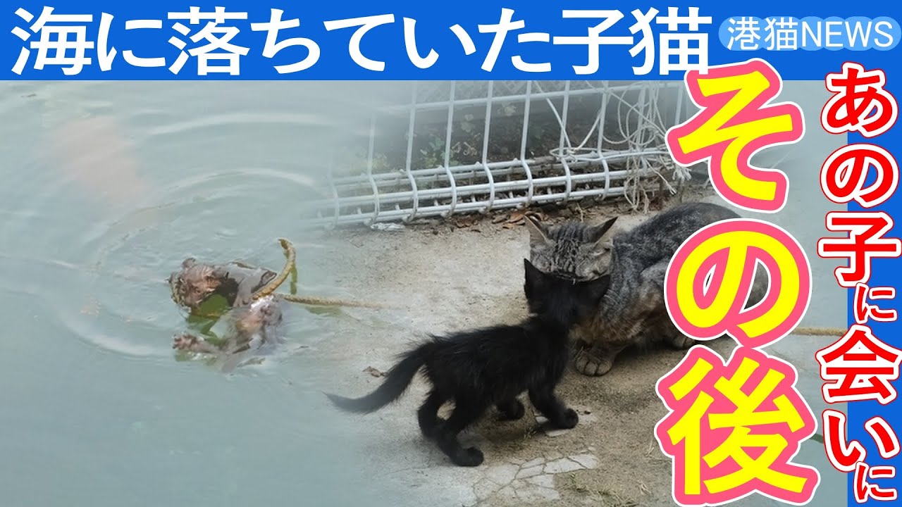 海に落ちた子猫を探して…再び会いに行った結果
