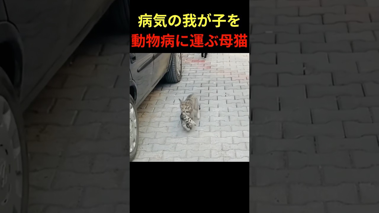 【トルコの実話】子猫をくわえ病院に駆け込んだ母猫…その理由に感動 #母猫 #地域猫 #トルコの猫