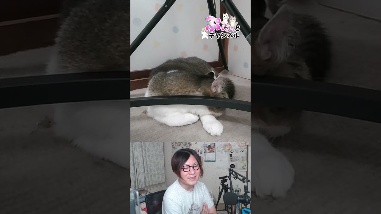 ちょっと涼しくなってきた♪猫ちゃんライブ配信♪