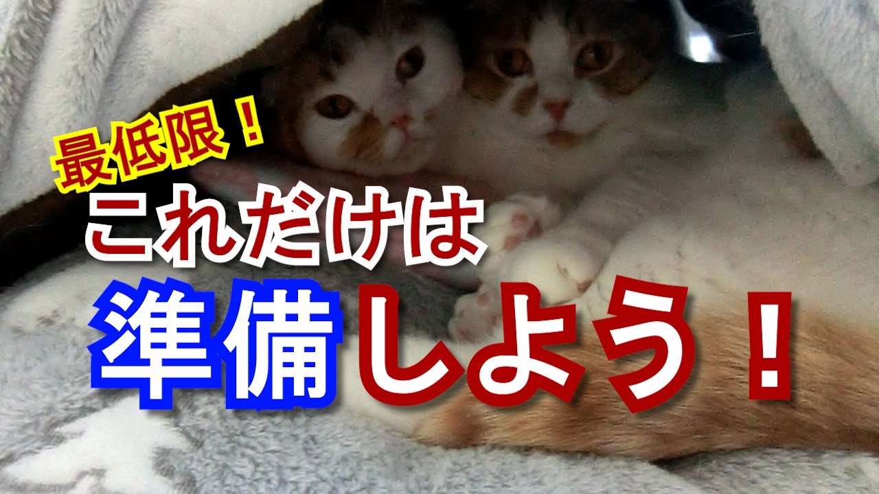 猫を迎える準備10個｜成猫の場合【スコティッシュフォールド】