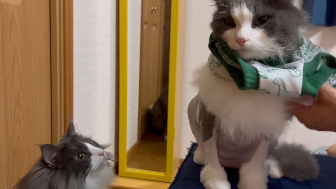 【着せ替え♡】初めてお洋服を着てみた、ノルウェージャンフォレストキャット✨