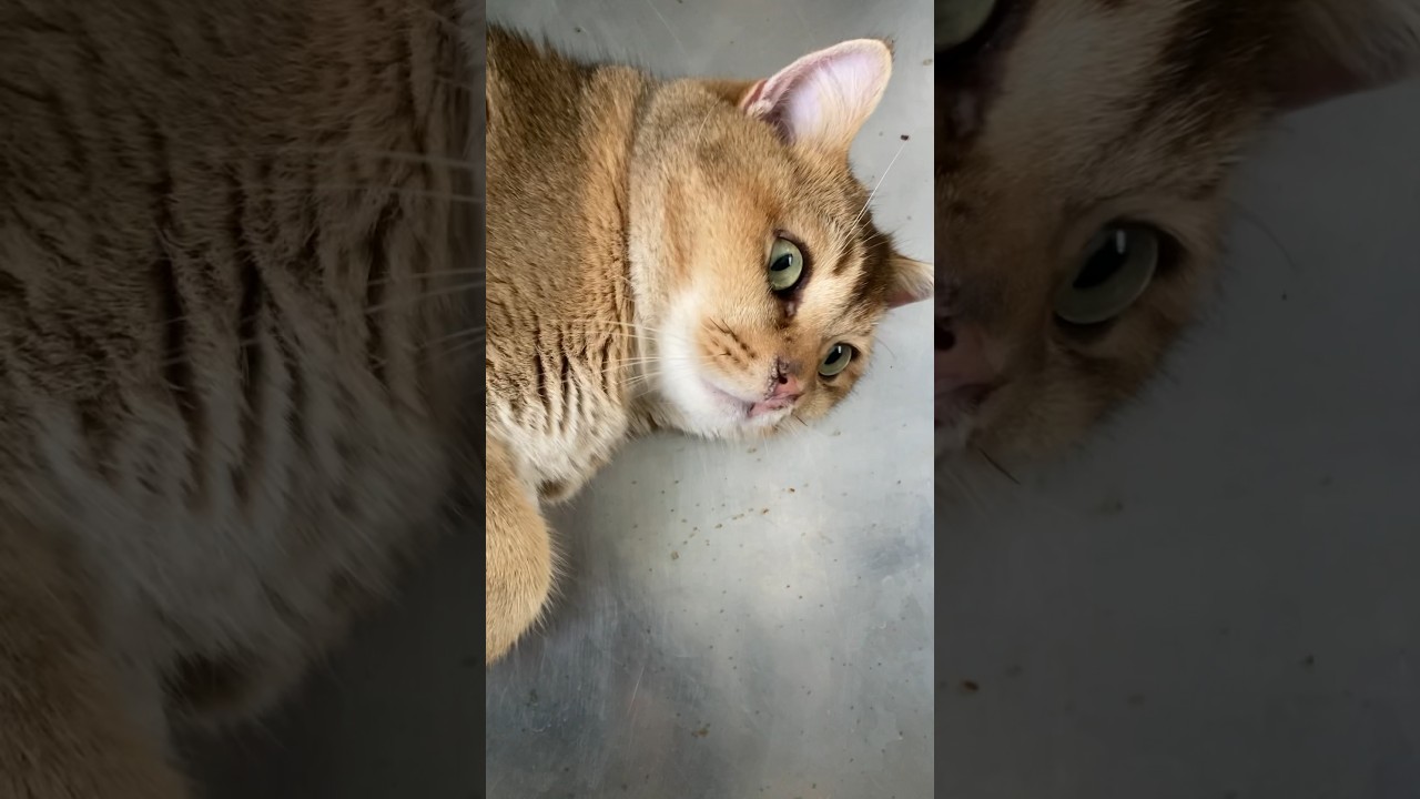 ごはんに来ない猫 #cat #ブリティッシュ #猫 #ねこ #ブリティッシュショートヘアー