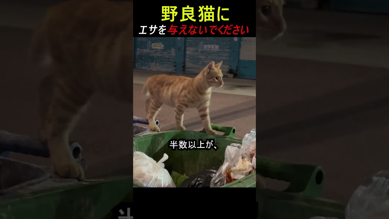 猫エサを与えないでください