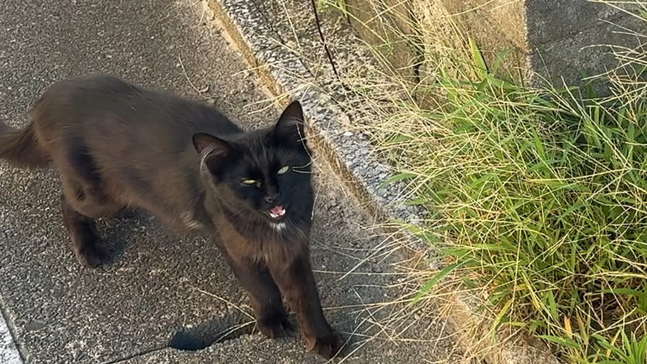 【山の下の野良猫編】子猫の鳴き声の元を探してたら黒猫ちゃんが着いてきたので保護しました