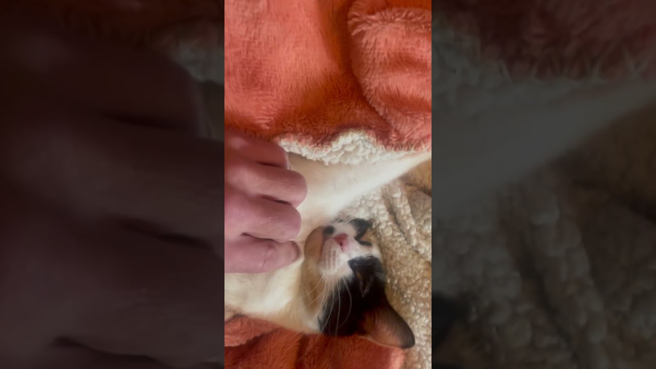 B B in her fav bed sleep time #manx #kitten #cat #cutecat