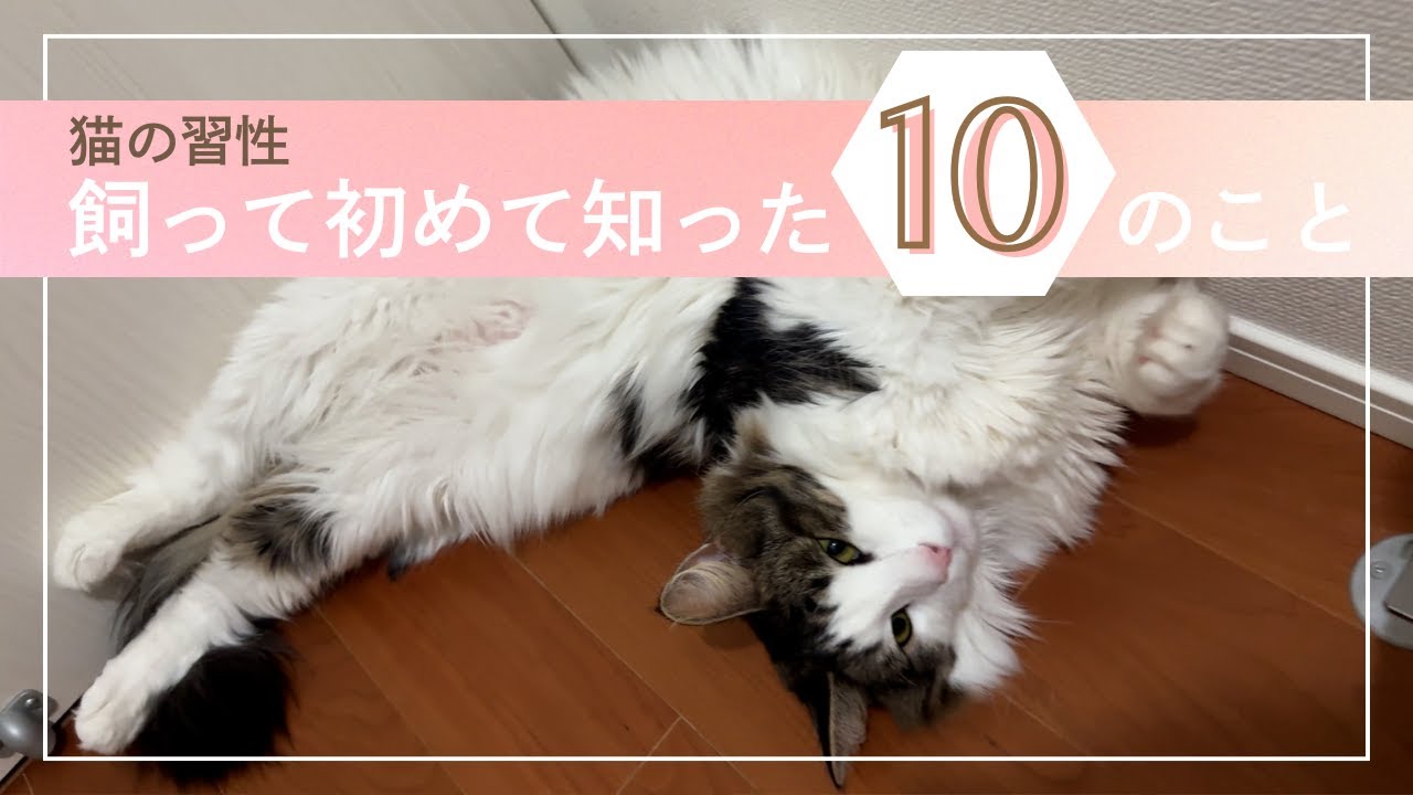 猫の習性～飼って初めて知った１０のこと　#猫のいる暮らし #ノルウェージャンフォレストキャット #norwegianforestcat