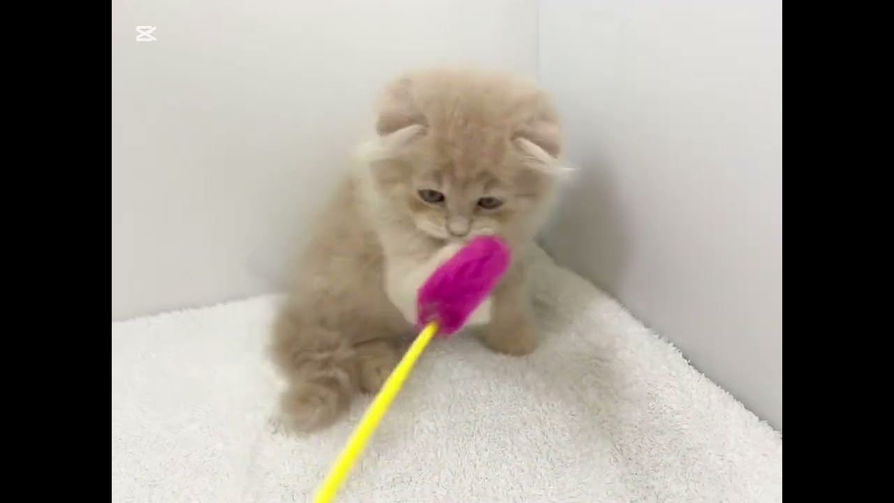 【2025.8.19撮影】初めての猫じゃらしに初挑戦のスコティッシュフォールドの男の子⭐︎